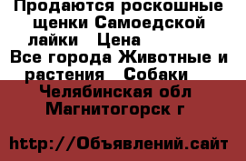 Продаются роскошные щенки Самоедской лайки › Цена ­ 40 000 - Все города Животные и растения » Собаки   . Челябинская обл.,Магнитогорск г.
